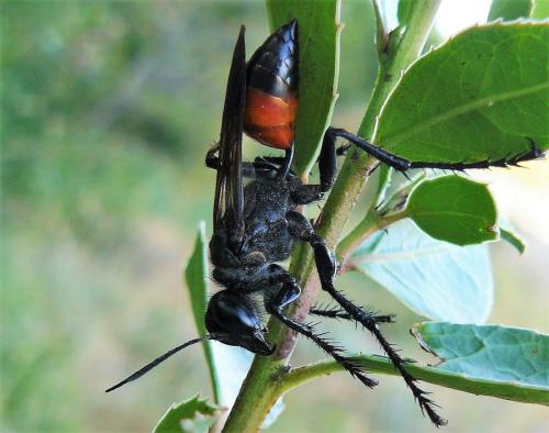 Palmodes occitanicus